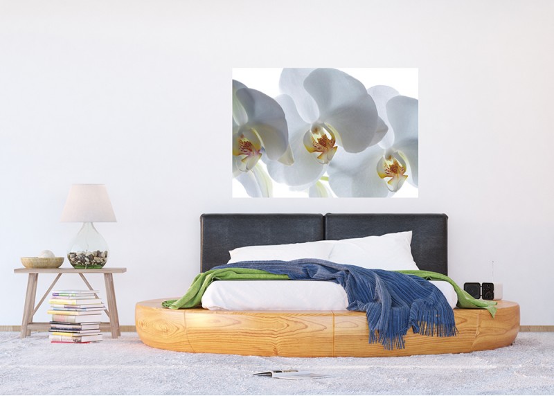 Bílá orchidej, AG Design, fototapeta do obývacího pokoje, ložnice, jídelny, kuchyně, lepidlo součástí balení, 180x127