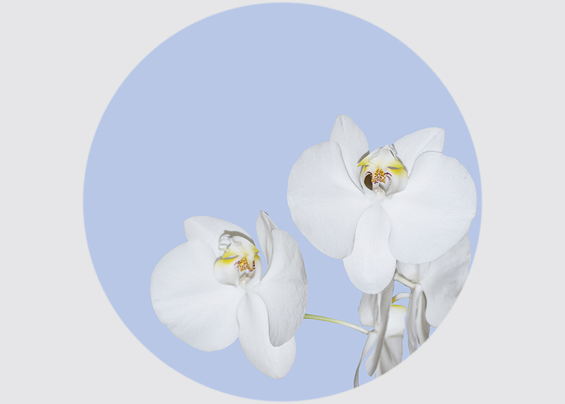 Orchidej na modrém pozadí, AG Design, fototapeta ekologická vliesová do obývacího pokoje, ložnice, jídelny, kuchyně, 75x75