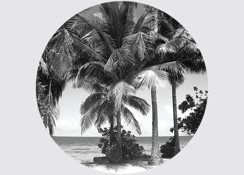 Kokosové palmy, AG Design, fototapeta ekologická vliesová do obývacího pokoje, ložnice, jídelny, kuchyně, 70x70