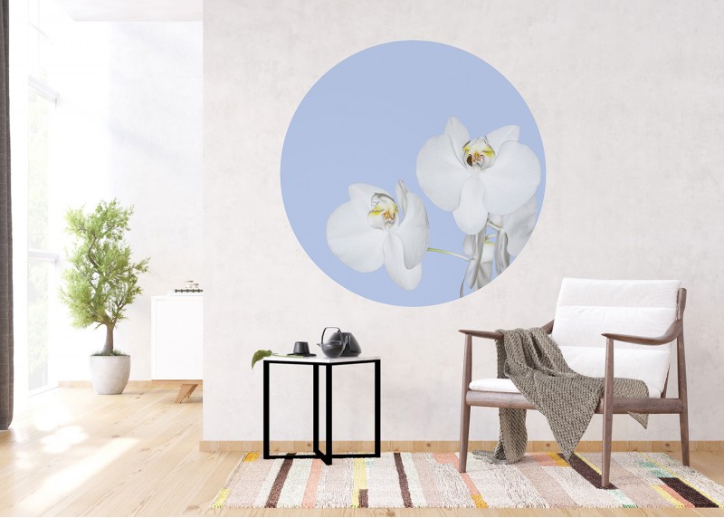 Orchidej na modrém pozadí, AG Design, fototapeta ekologická vliesová do obývacího pokoje, ložnice, jídelny, kuchyně, 75x75