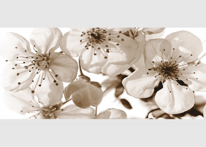 Květy sakury v černobílé barvě, AG Design, fototapeta ekologická vliesová do obývacího pokoje, ložnice, jídelny, kuchyně, lepidlo součástí balení, 202x90