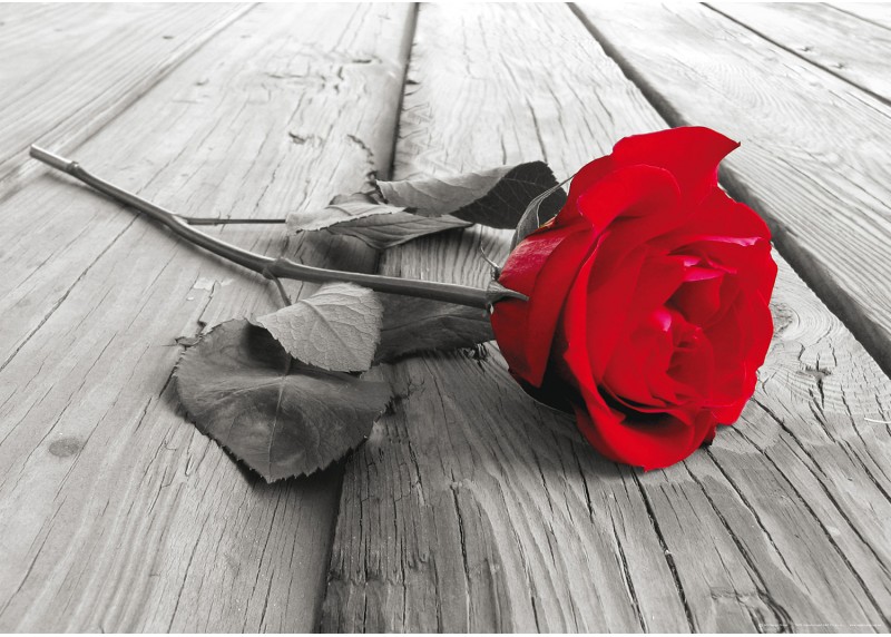 Červená růže, AG Design, fototapeta ekologická vliesová do obývacího pokoje, ložnice, jídelny, kuchyně, lepidlo součástí balení, 155x110