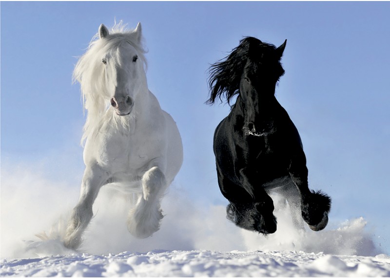 Běžící koně ve sněhu, AG Design, fototapeta ekologická vliesová do obývacího pokoje, ložnice, jídelny, kuchyně, lepidlo součástí balení, 155x110