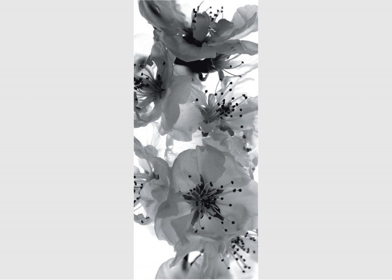 Květy sakury v černobílé barvě, AG Design, fototapeta ekologická vliesová do obývacího pokoje, ložnice, jídelny, kuchyně, lepidlo součástí balení, 90x202