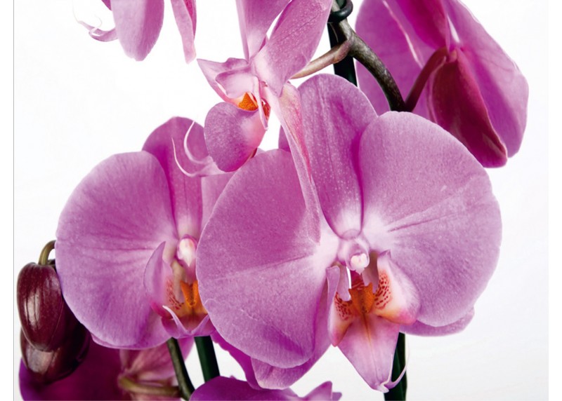 Fialová orchidej, AG Design, fototapeta ekologická vliesová do obývacího pokoje, ložnice, jídelny, kuchyně, lepidlo součástí balení, 375x270