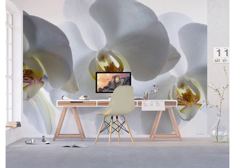 Bílá orchidej, AG Design, fototapeta ekologická vliesová do obývacího pokoje, ložnice, jídelny, kuchyně, lepidlo součástí balení, 375x270