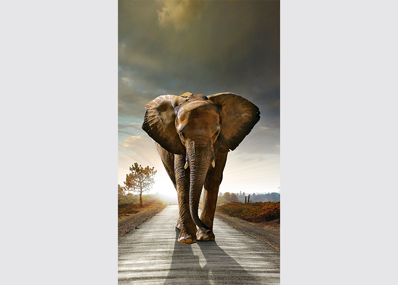 Slon na cestě, záclony AG Design, 140 x 245 cm, 1 díl, do kuchyně, obývacího pokoje, ložnice, FCS L 7507