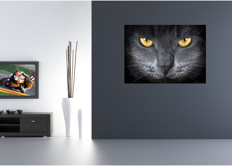 Kočičí očí, AG Design, fototapeta ekologická vliesová do obývacího pokoje, ložnice, jídelny, kuchyně, lepidlo součástí balení, 155x110