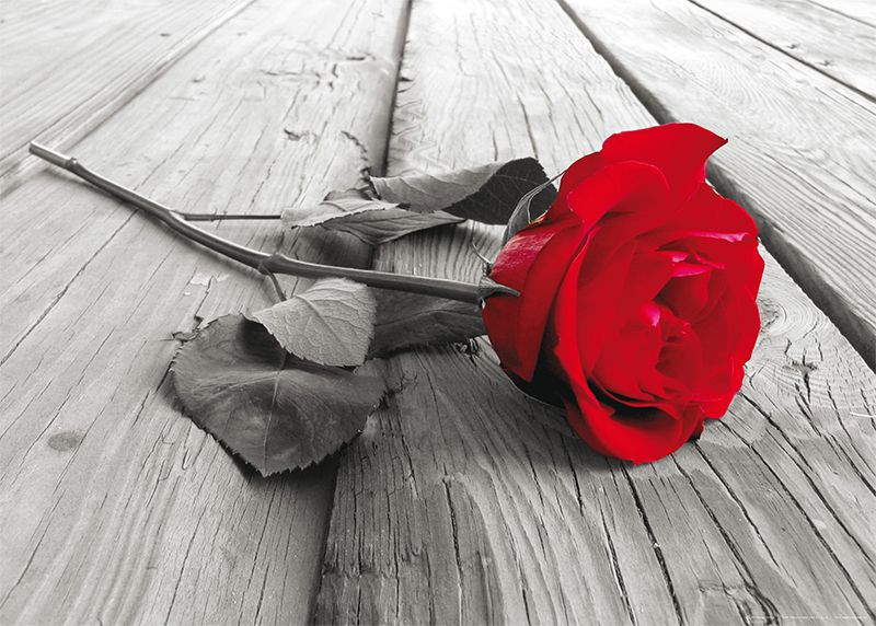 Červená růže, AG Design, fototapeta ekologická vliesová do obývacího pokoje, ložnice, jídelny, kuchyně, lepidlo součástí balení, 155x110