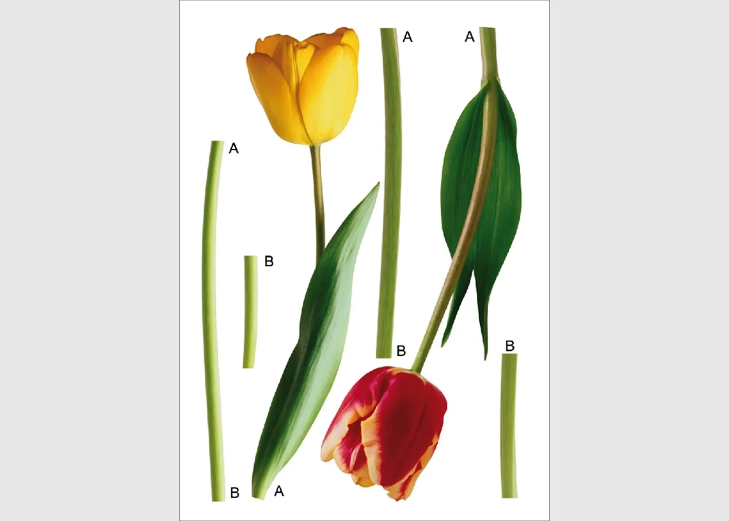 F_0401-1.webp Samolepka na zeď Tulipány | 65 x 85 cm | F 0401